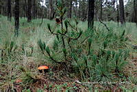IMDOC Hong 0092 Amanita sp..jpg