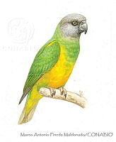 MAPM1138 Poicephalus senegalus.jpg