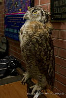 MASM04546 Bubo virginianus.jpg