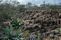 IMDOC 4769 Agave marmorata.jpg