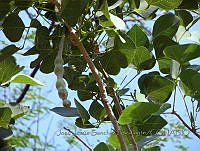 JJSE0184 Erythrina flabelliformis.JPG