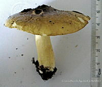 CBA0270 Tricholoma equestre.JPG