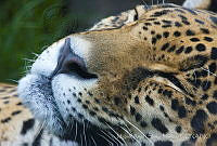 MASM06309 Panthera onca.jpg