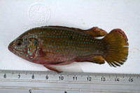 LI006 010 Pseudoxiphophorus bimaculatus.jpg