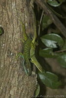 HBB0126 Anolis allisoni.jpg