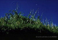 EHX0629 Tripsacum latifolium.JPG