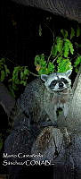 MCS IM0199 Procyon lotor insularis.jpg