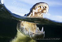 CCK0356 Crocodylus acutus.jpg