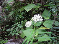 EEC0016 Asclepias angustifolia.jpg