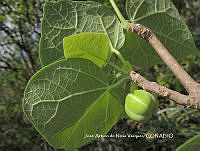 JAdNV0068 Jatropha curcas.JPG