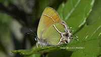 SM0248 Callophrys xami.jpg