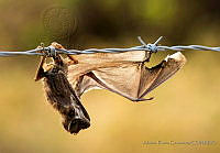 ARC02 Chiroptera.JPG