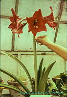 3118 Miguel Hidalgo, Distrito Federal.jpg