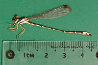 MRAA 0121 Palaemnema domina.JPG