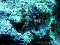 VDLCF0534 Copidaster lymani.jpg