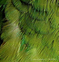 CGL3925 Amazona oratrix.jpg