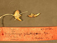 NGR0038 Dipodomys phillipsii.jpg