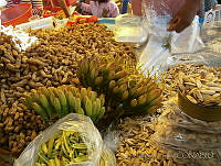 CJ0001 Agave mapisaga.jpg