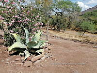 RG016 0528 Agave attenuata.jpg