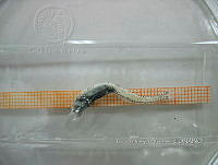 HE009 P 0352 Congriperla parda.jpg