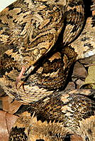 EGP0426 Trimorphodon biscutatus.jpg