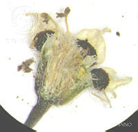 SL1517 Euphorbia sphaerorhiza.jpg