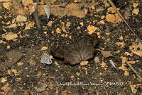 ERCV020 _Leptotes cassius ssp, cassidula_.JPG