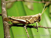 LBL0001 Abracris flavolineata.jpg