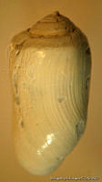 MRyRR0003 Acteocina canaliculata.jpg