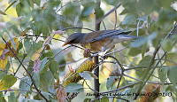 AAKVDH 0301 Turdus rufopalliatus.JPG