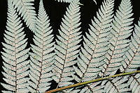 Zongo 0031 Lophosoria quadripinnata.jpg