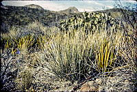 1258 Euphorbia antisyphilitica.jpg