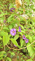CGL4768 Lycianthes rantonnetii.JPG