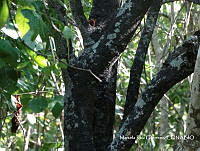 MRG-2017-1144 Quadrella indica (MEGA-1nov17-d).JPG