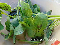 ZG007 0119 Porophyllum ruderale.jpg