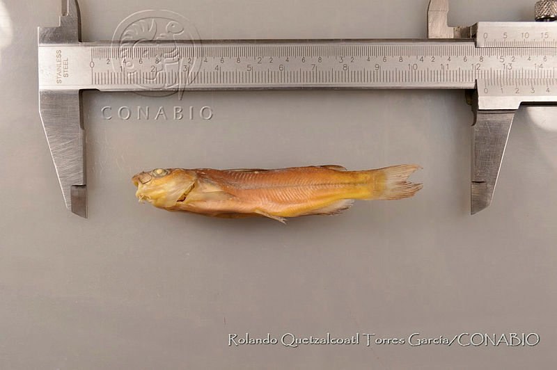 RQTG0181%20Ictalurus%C2%A0balsanus.jpg.rSekx4H0Mcu7bztjQA3g0JtbmFja29CbnFuZ3NAbXJ6LGtwZwA.ul2s0KS9U5