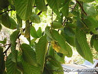 EEC0282 Ostrya virginiana.jpg