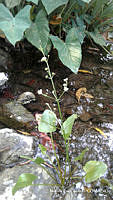 MRG-2017-05 Echinodorus berteroi (MRG-23jun17-b).JPG