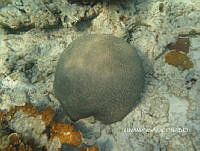NE018 0464 Colpophyllia natans.jpg