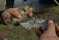 GECI L046 043 Sturnus vulgaris.JPG