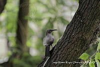 JRRO0320 Toxostoma curvirostre.jpg