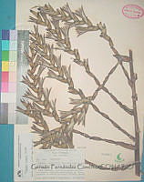 GCFC0462 Tillandsia limbata.JPG