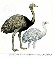 MAPM1156 Rhea amaericana y Pterocnemia pennata tarapacensis.jpg