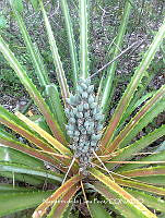 ZG012 0003 Bromelia karatas.jpg