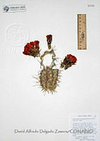 DADZ135 Echinocereus arizonicus.JPG