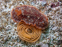 DP014-150 Doriopsilla janaina.jpg