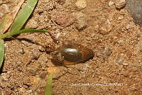 JCC0427 Pittieria sp..JPG