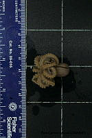 KT014 0105 Octopus californicus.JPG