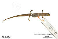 ME006 herp SCLC 0211 Cryptotriton alvarezdeltoroi - (Papenfuss & Wake, 1987).jpg
