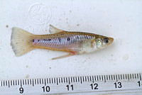 LI006 022 Poeciliopsis gracilis.jpg